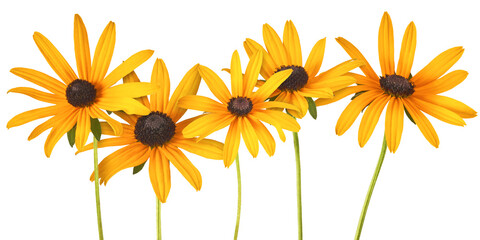 Wall Mural - Beautiful yellow rudbeckia flower