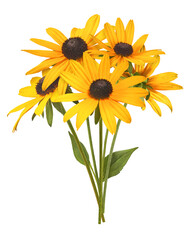 Beautiful yellow rudbeckia flower