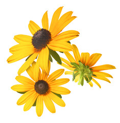 Wall Mural - Beautiful yellow rudbeckia flower