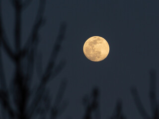 full moon at sunset with branches of a tree in the foreground