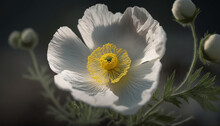 Mexican Prickly Poppy Flower. Generative AI.