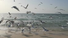 Slow Motion. A Flock Of Seagulls Feeding In The Sea Coast.