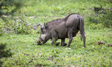 Fototapeta Sawanna - Wild African pig or warthog with large fangs feeds in the savannah.