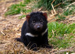 Baby Tasmanian Devil in winsome pose in Tasmania, Australia