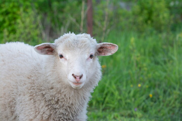 sheep in a meadow