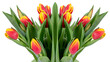 Tulipany.	