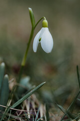 Wall Mural - snowdrop flower in spring