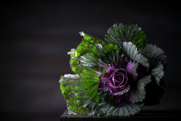 Wall Mural - close-up of an ornamental green and purple cabbage flower isolated on dark slate background