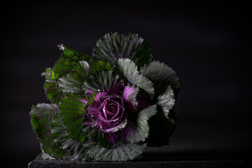 close-up of an ornamental green and purple cabbage flower isolated on dark slate background