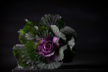 Close-up of an ornamental green and purple cabbage flower isolated on dark slate background