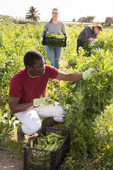 Wall Mural - Team of workers harvests green beans on a plantation