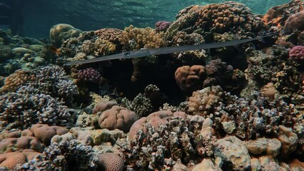 Wall Mural - Underwater video of a fish swimming on coral reef in the Red Sea, Egypt