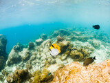 Fototapeta Do akwarium - corals and tropical fish underwater sea life