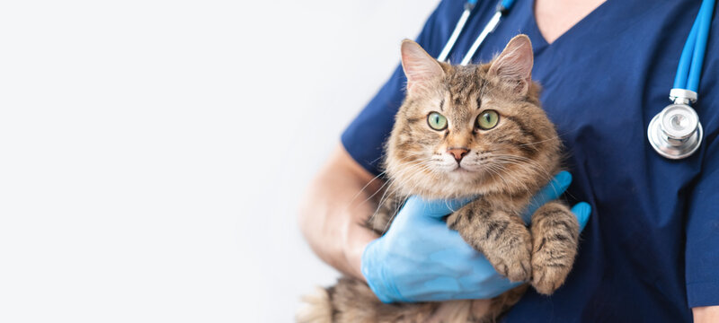 cropped image of handsome male veterinarian doctor with stethoscope holding cute fluffy striped kitt