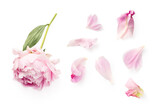 top view of a beautiful pink peony and loose petals isolated over a transparent background, romantic feminine spring design element