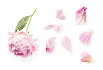 top view of a beautiful pink peony and loose petals isolated over a transparent background, romantic