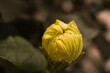 Yellow flower bud