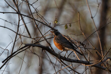 An American Robin Perched In Some Bare Branches In A Tree With The Sun Highlighting Its Colorful Red Breast Feathers.