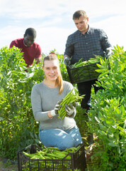 Wall Mural - Woman helps men harvests green beans on a field