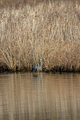 Wall Mural - heron in marsh