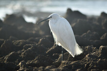 Little Egret Heron Standing On Rocky The Sea Shore