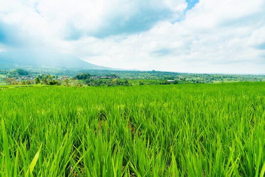 landscape photography of green rice plants in the foreground in the background, the landscape of a m
