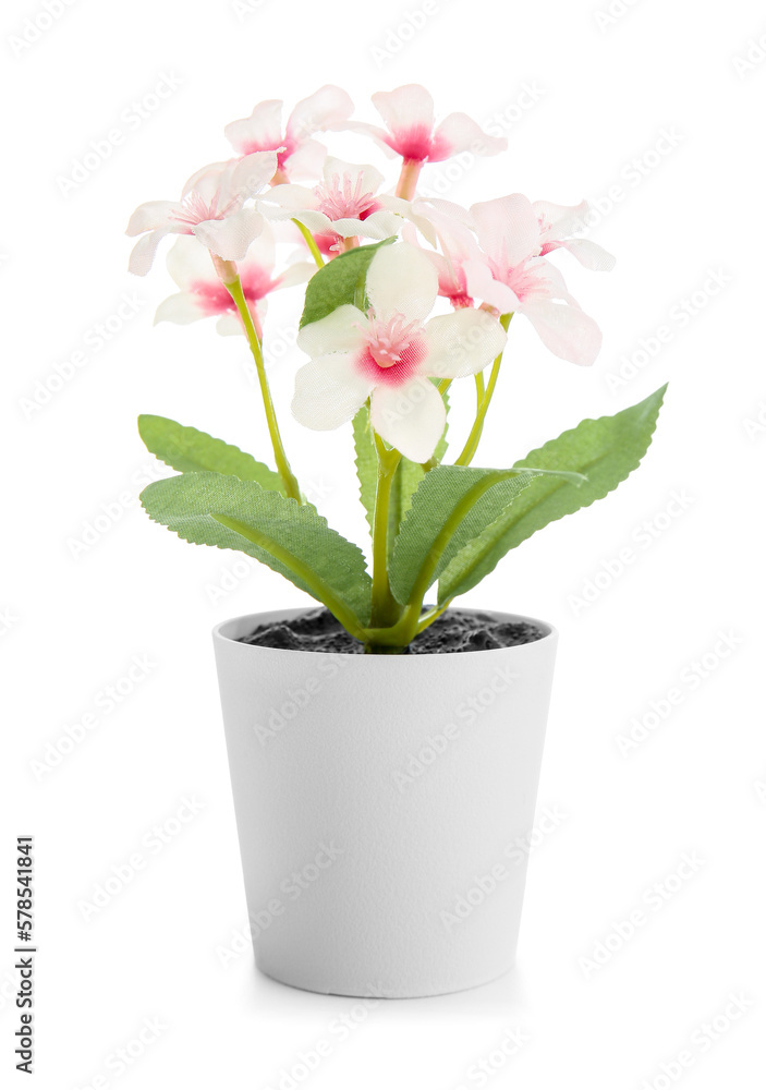Pot with beautiful blooming plant isolated on white background