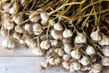 Wall Mural - harvested bunch of garlic on wooden background