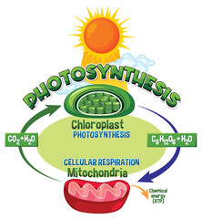 Wall Mural - Photosynthesis and Cellular Respiration Diagram