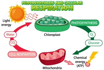 Sticker - Photosynthesis and Cellular Respiration Diagram