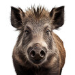 wild boar face shot , isolated on transparent background cutout , generative ai