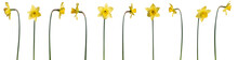Collection Of Yellow Daffodils Isolated On Transparent Background. PNG File.