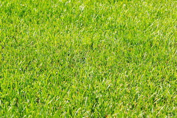 Aufkleber - Green grass