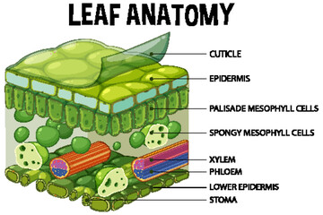 Sticker - Internal structure of leaf diagram