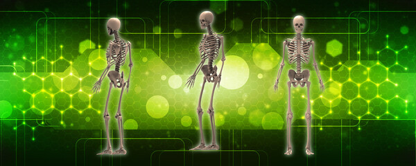 Wall Mural - 3d renderings of human skeleton
