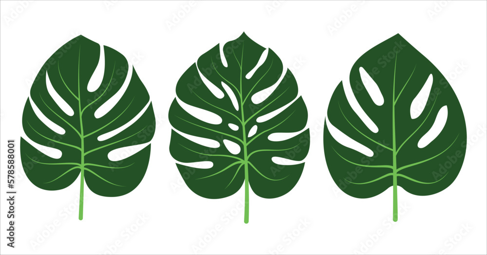 Monstera leaves icon set collection. Monstera tropical plant icon. Monstera  deliciosa leaves icon pack . Vector illustration Stock Vector | Adobe Stock