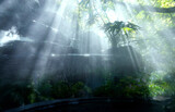 Fototapeta Natura - The Tropical jungle with river and sun beam and foggy in the garden.