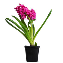 Pink Hyacinth Flower In A Pot, Isolation On Transparent Background. Png File. Flowers, Nature