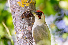 European Green Woodpecker (Picus Viridis) Sitting On A Tree In Spring.