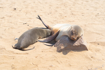 Wall Mural - Seal or sea lion. Wildlife animal in forest field in safari conservative national park in Namibia, South Africa. Natural landscape background.