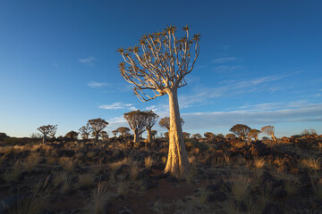 Wall Mural - The Quiver Trees. Dry trees in forest field in national park in summer season in Namibia, South Africa. Natural landscape background.