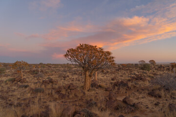 Wall Mural - The Quiver Trees. Dry trees in forest field in national park in summer season in Namibia, South Africa. Natural landscape background.