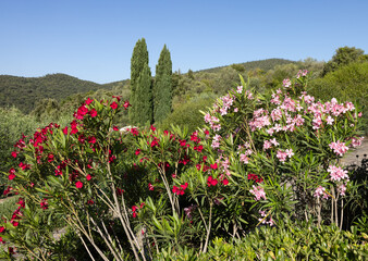 Wall Mural - Beautiful small Oleander flowers. a poisonous evergreen  shrub that is widely grown in warm countries for its clusters of white, pink, or red flowers.