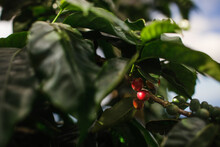 Ripe Coffee Seeds On A Coffee Plant In Hawaii