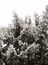 Pines Full Of Snow
