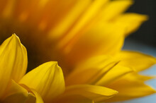 Macro Photo Of Yellow Sunflower