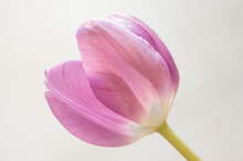 Macro Image Of A Tulip From The Side