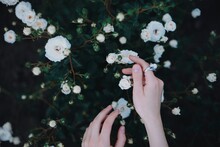 Woman Hand Touching White Roses