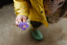 Child With Purple Spring Flower In Hand