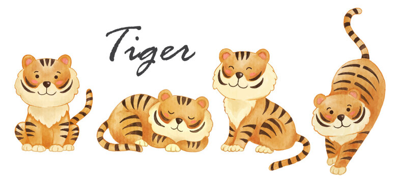 Fototapete - Tiger . Realistic watercolor paint of wildlife animals with paper textured . Cartoon character design . Vector .
